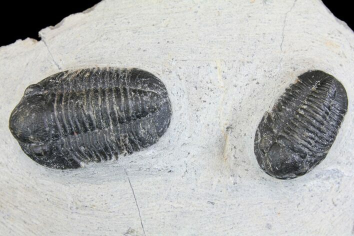 Bargain, Pair Of Gerastos Trilobite Fossils - Morocco #146282